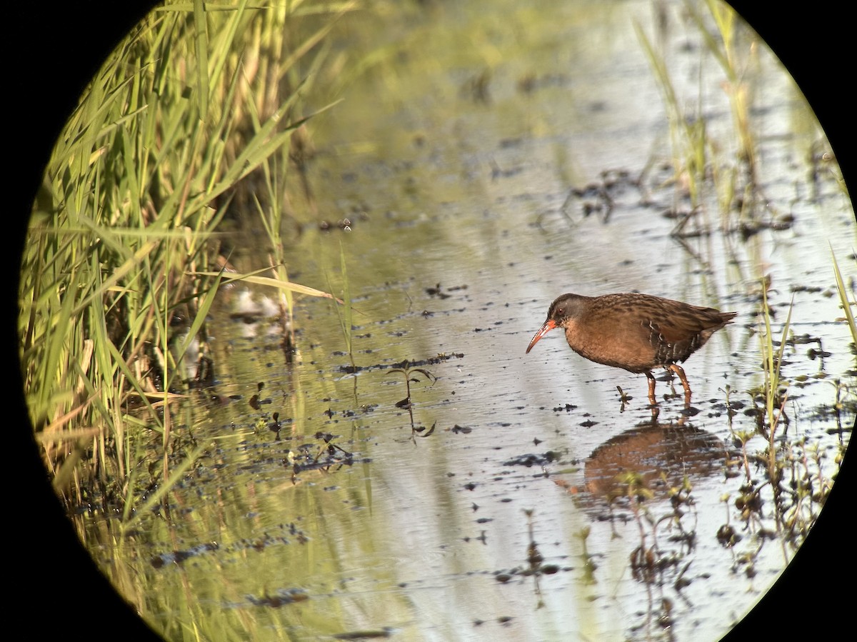 Virginia Rail - ML636826834