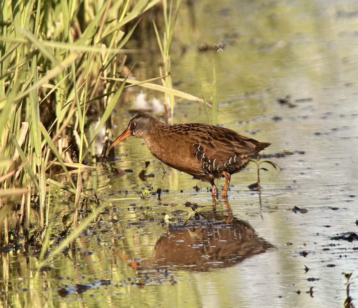 Virginia Rail - ML636826846