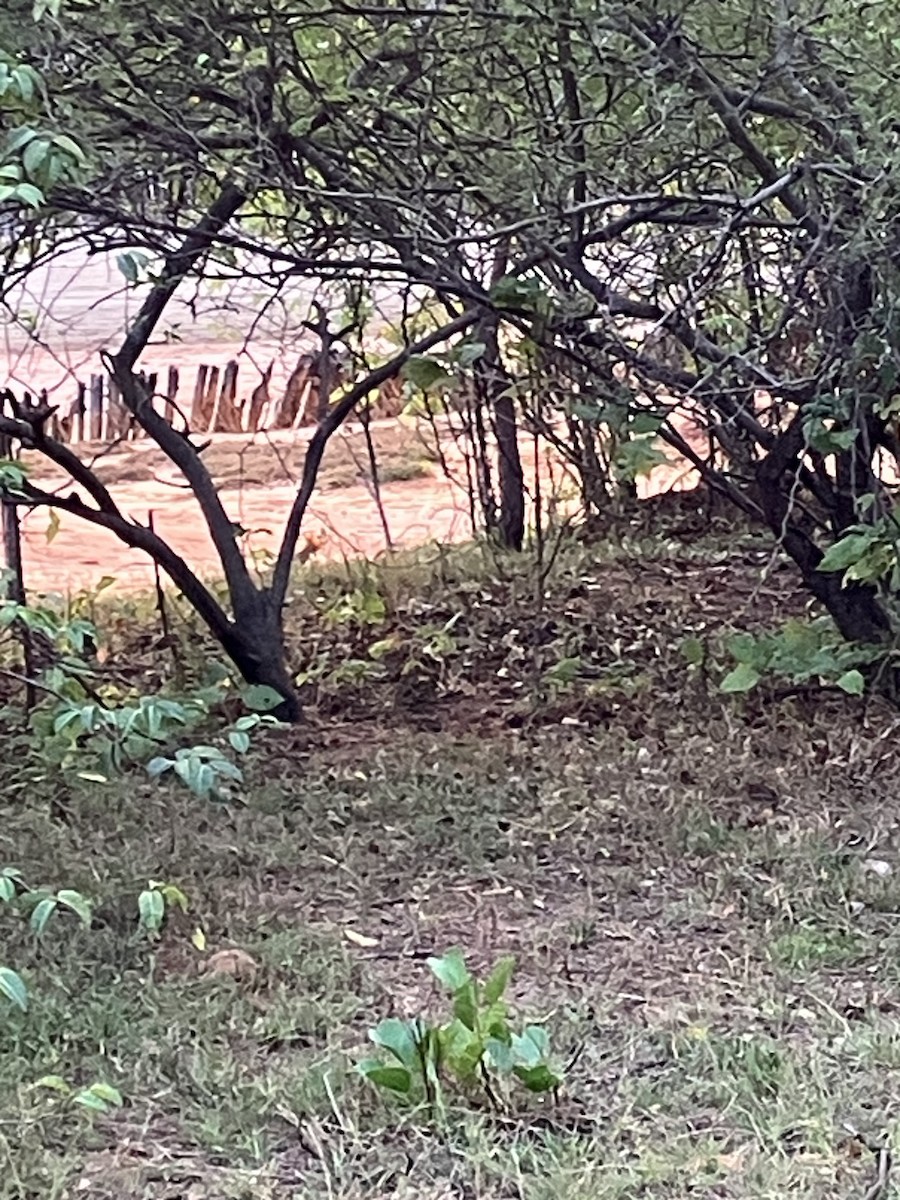 Madagascar Hoopoe - ML636826963