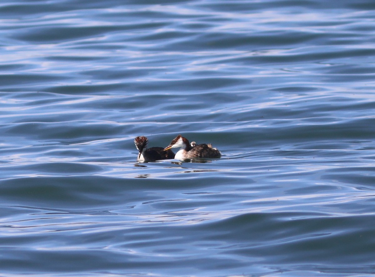 Titicaca Grebe - ML636827106