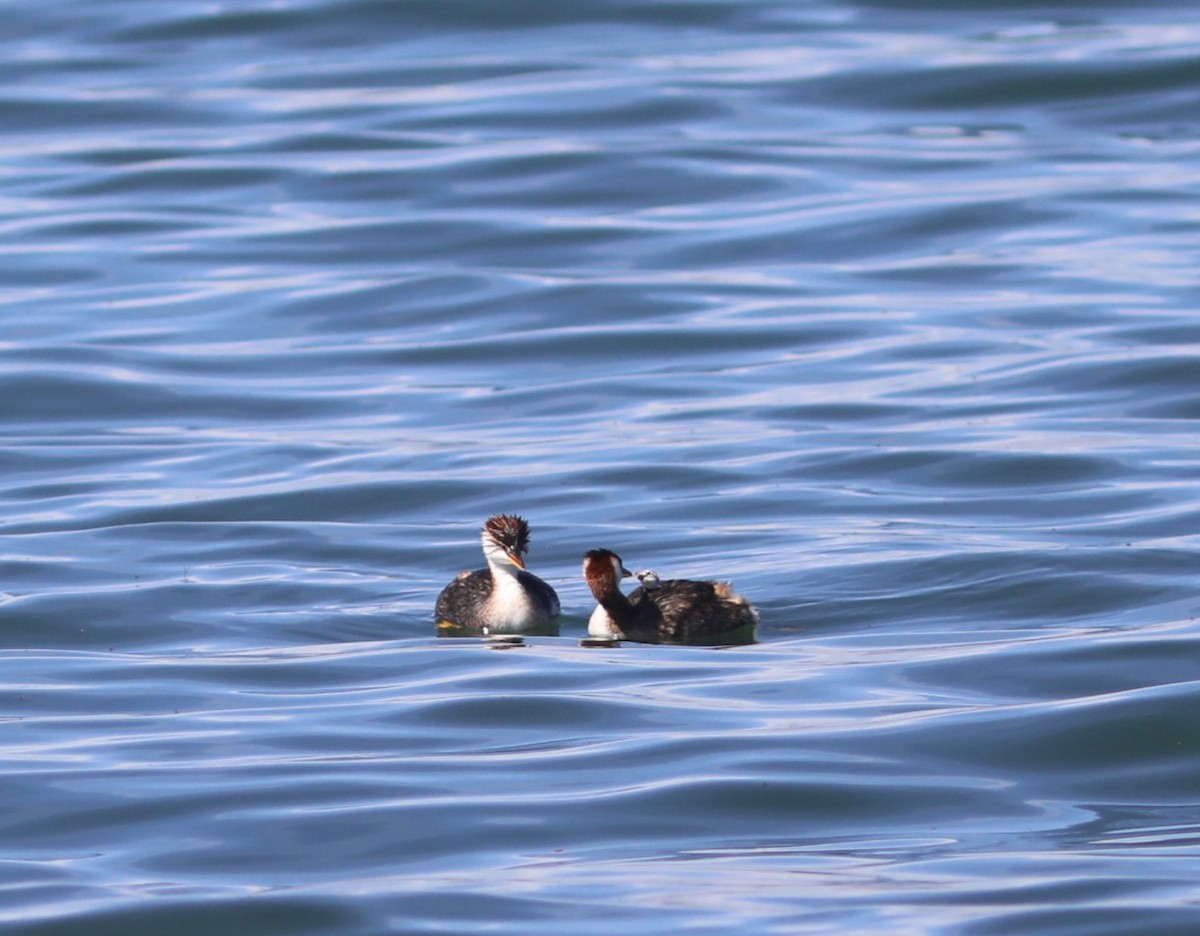 Titicaca Grebe - ML636827107