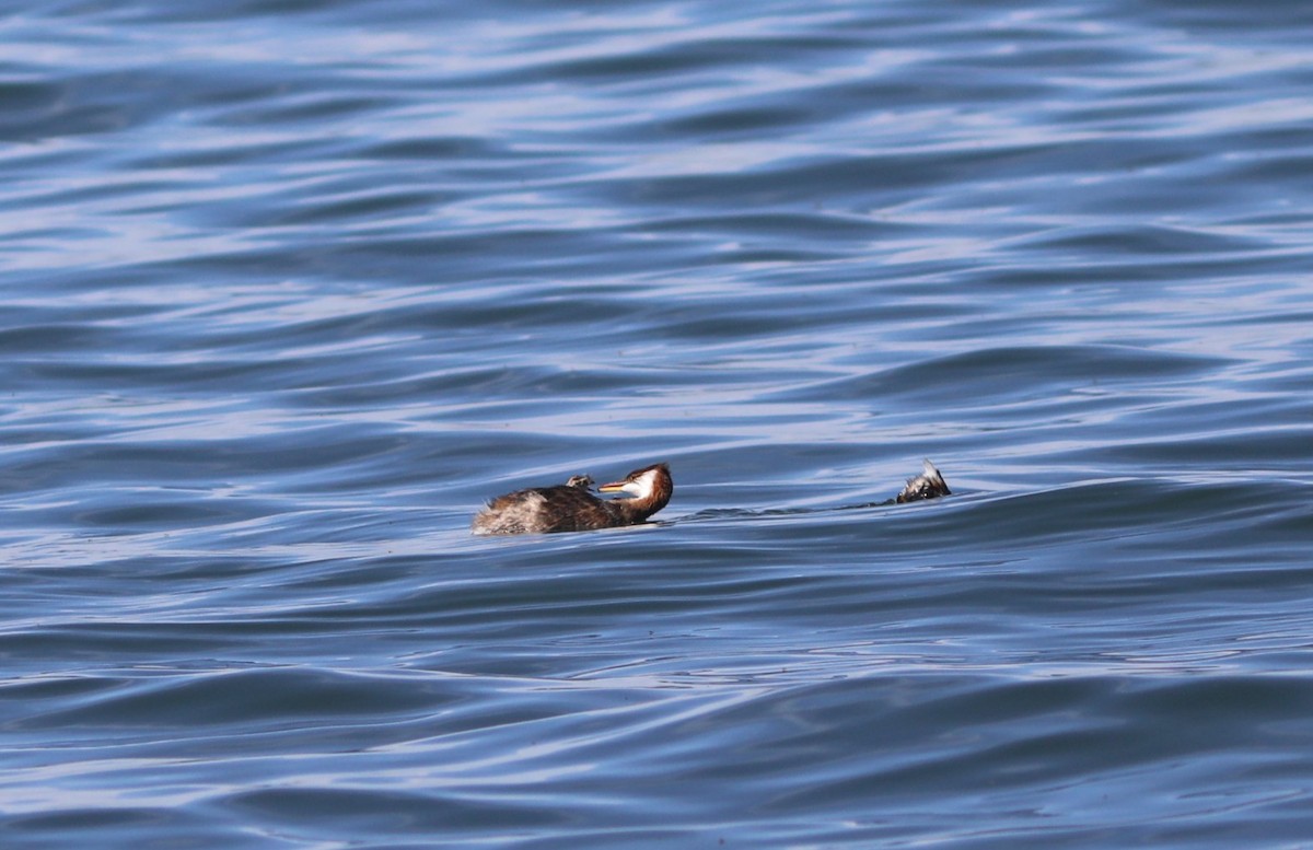 Titicaca Grebe - ML636827108