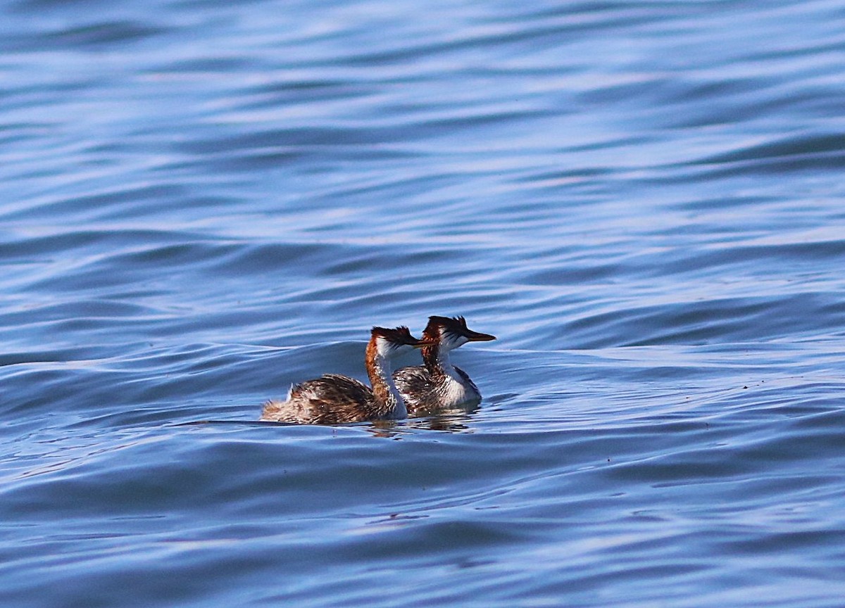 Titicaca Grebe - ML636827109