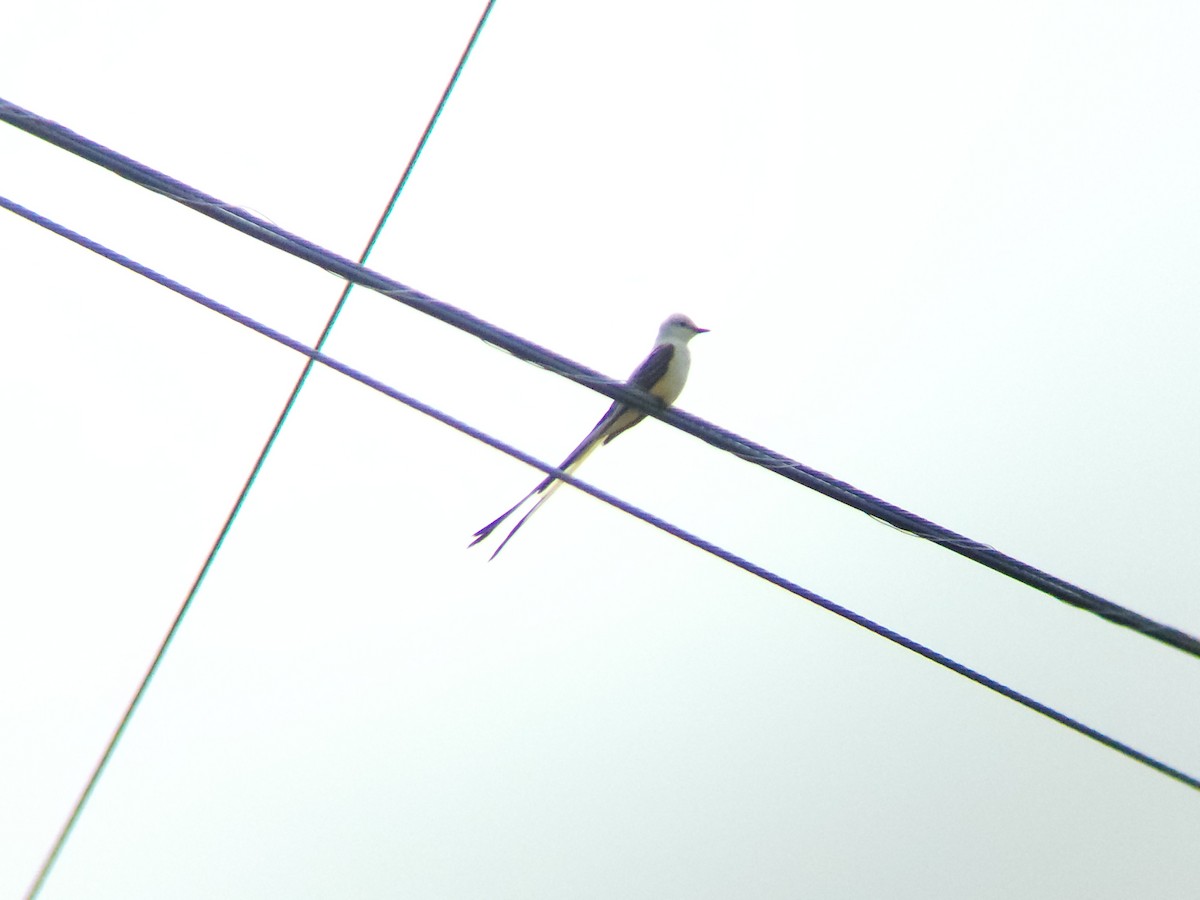 Scissor-tailed Flycatcher - ML636827190