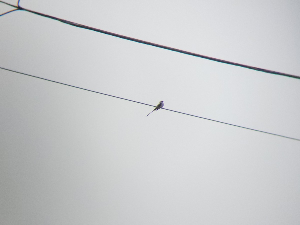 Scissor-tailed Flycatcher - ML636827209