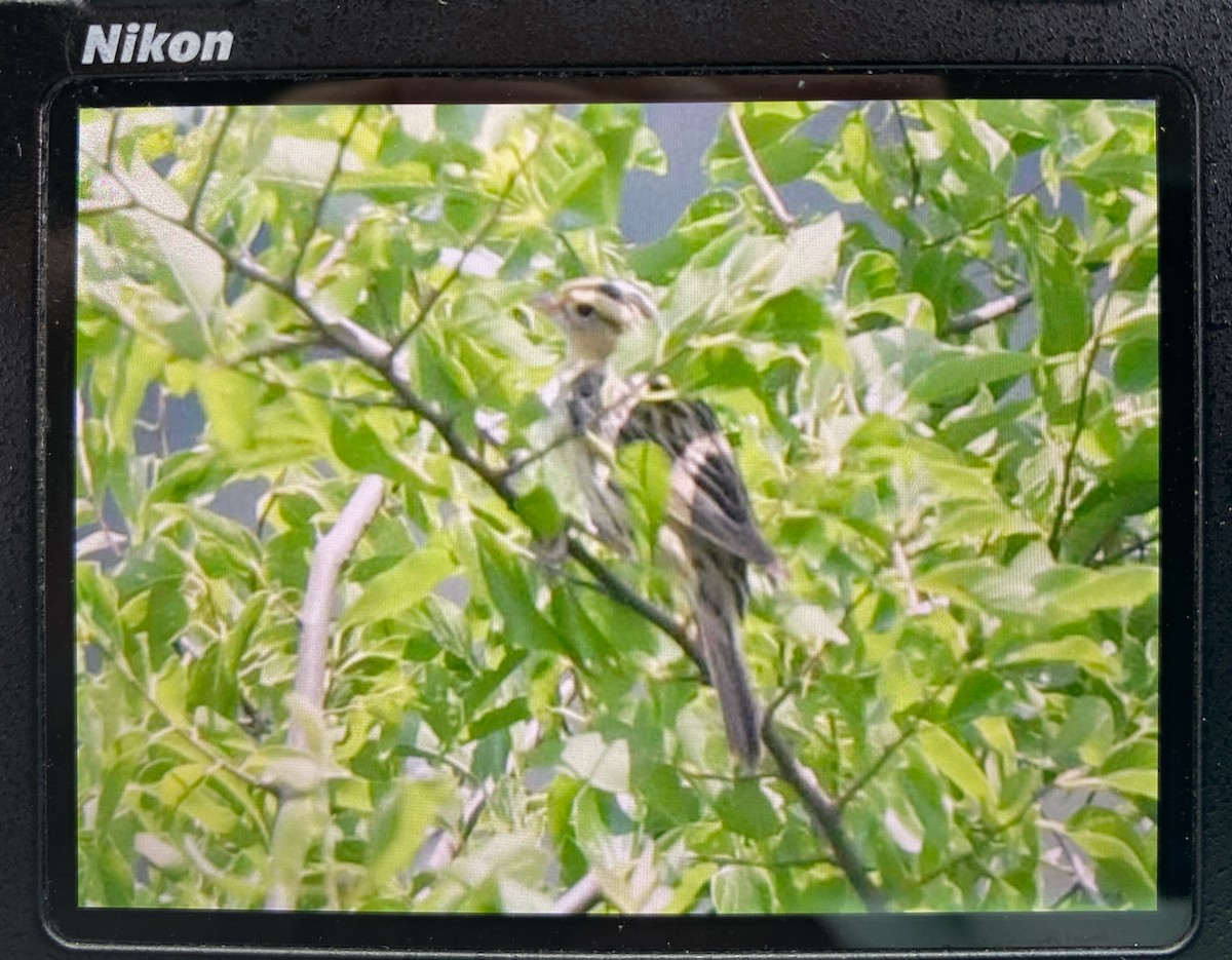 Bobolink - ML636827283