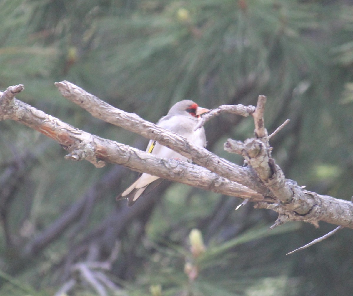 Саарал бужирга - ML636827289