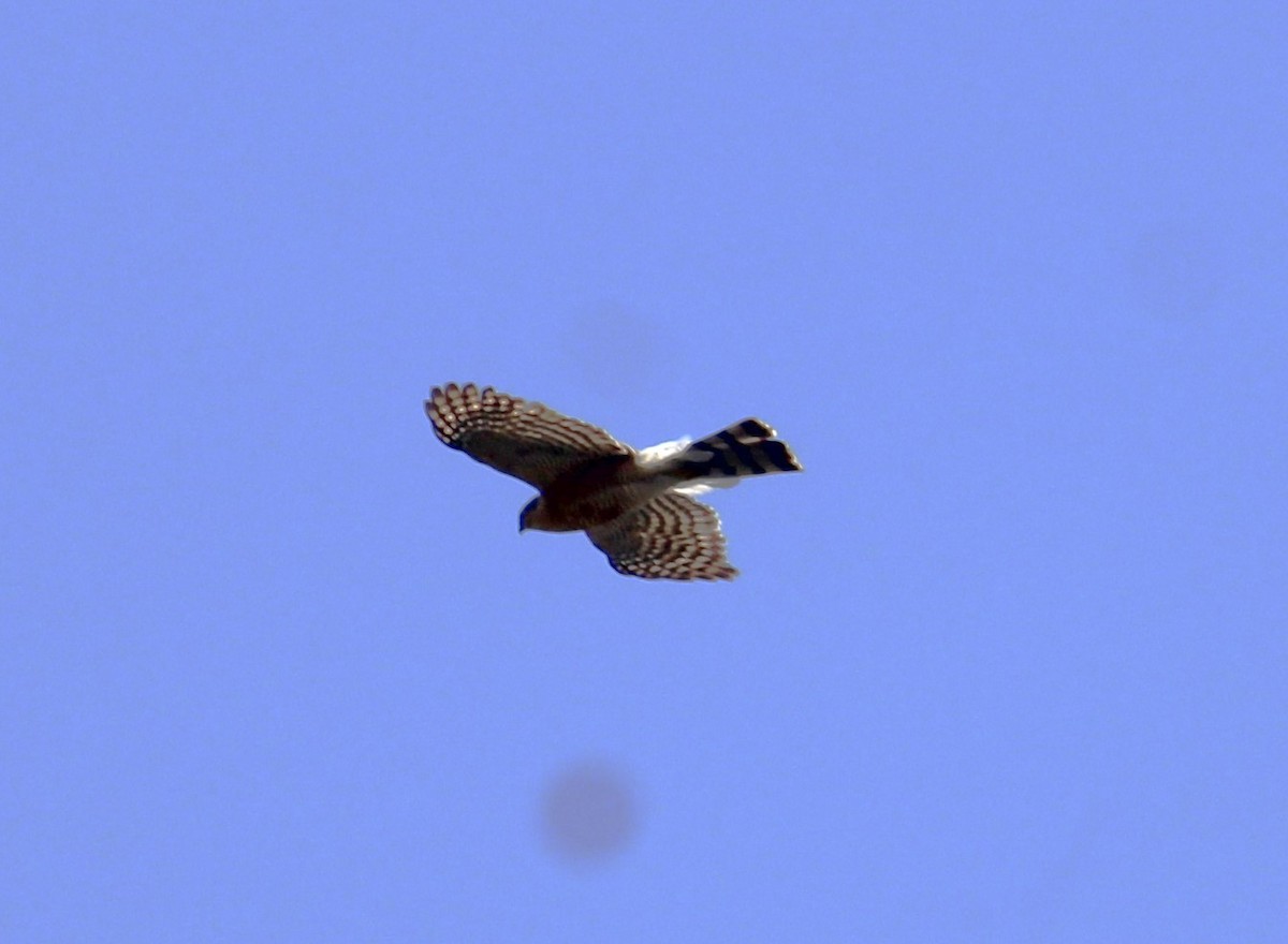 Морин харцага - ML636827291