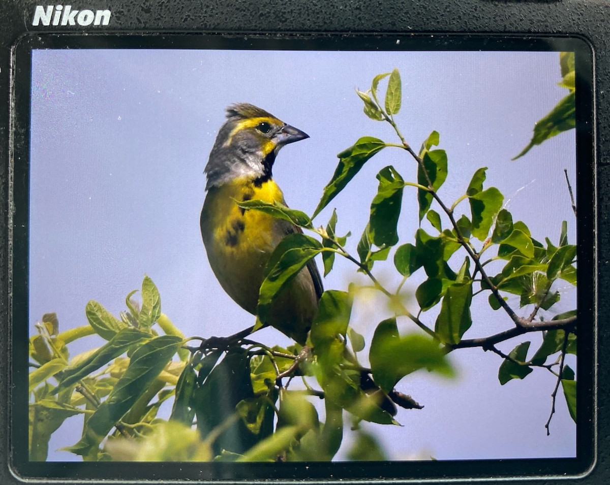 Dickcissel - ML636827294