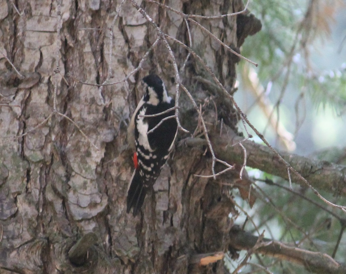 Himalayan Woodpecker - ML636827425