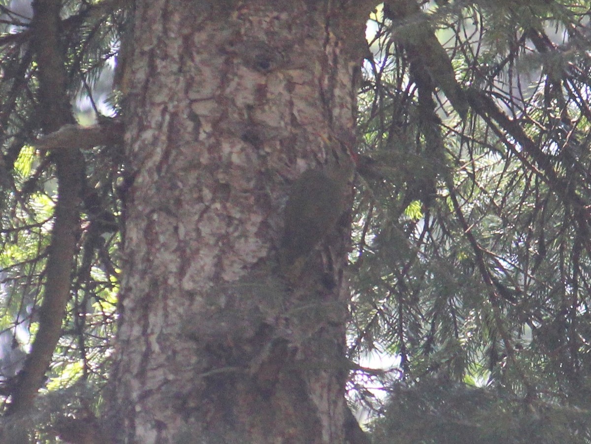 Scaly-bellied Woodpecker - ML636827602