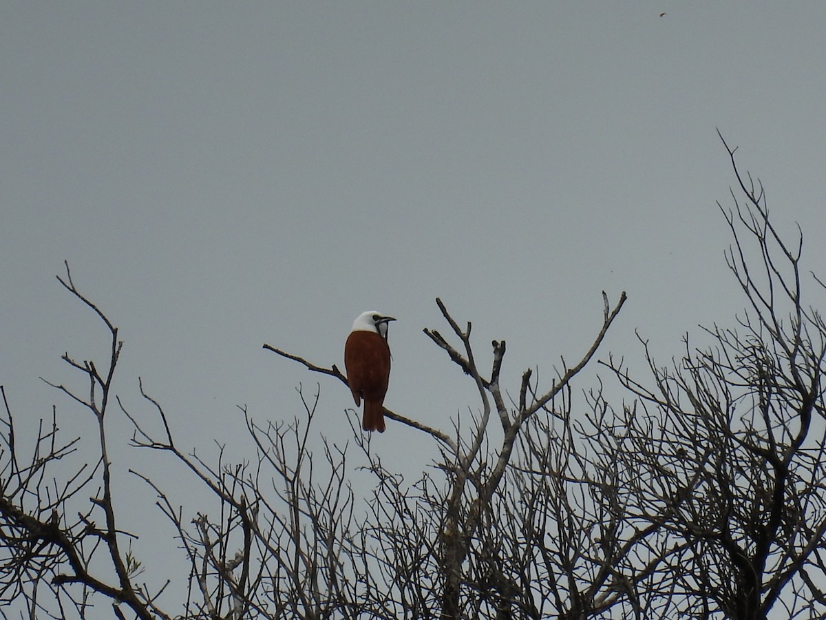 Three-wattled Bellbird - ML636827608