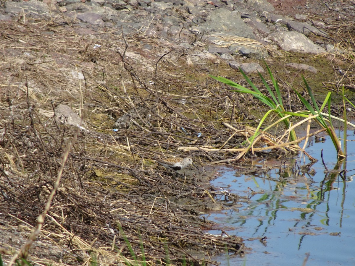 Bécasseau variable - ML636827613