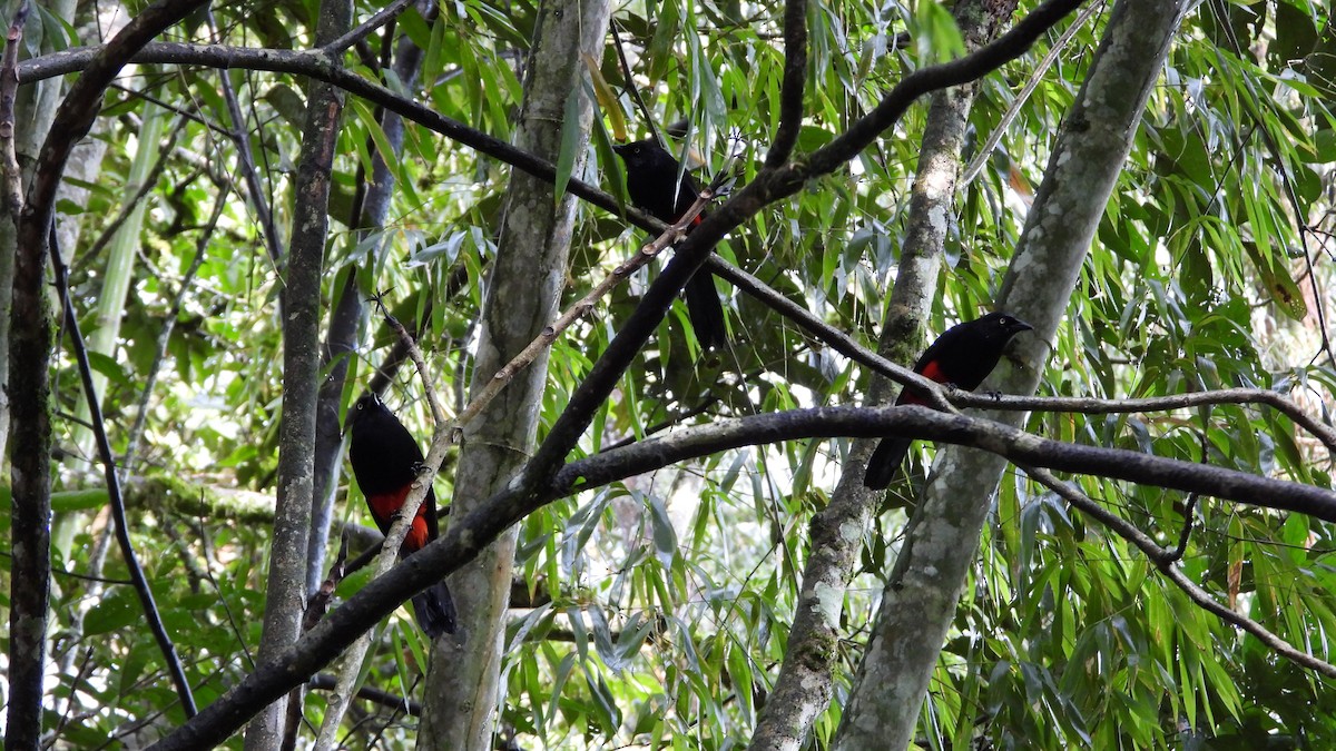Red-bellied Grackle - ML636827641