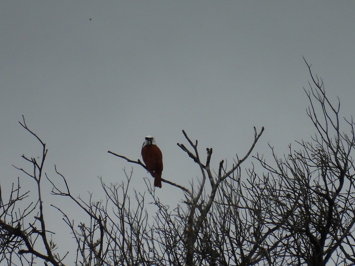 Three-wattled Bellbird - ML636827645