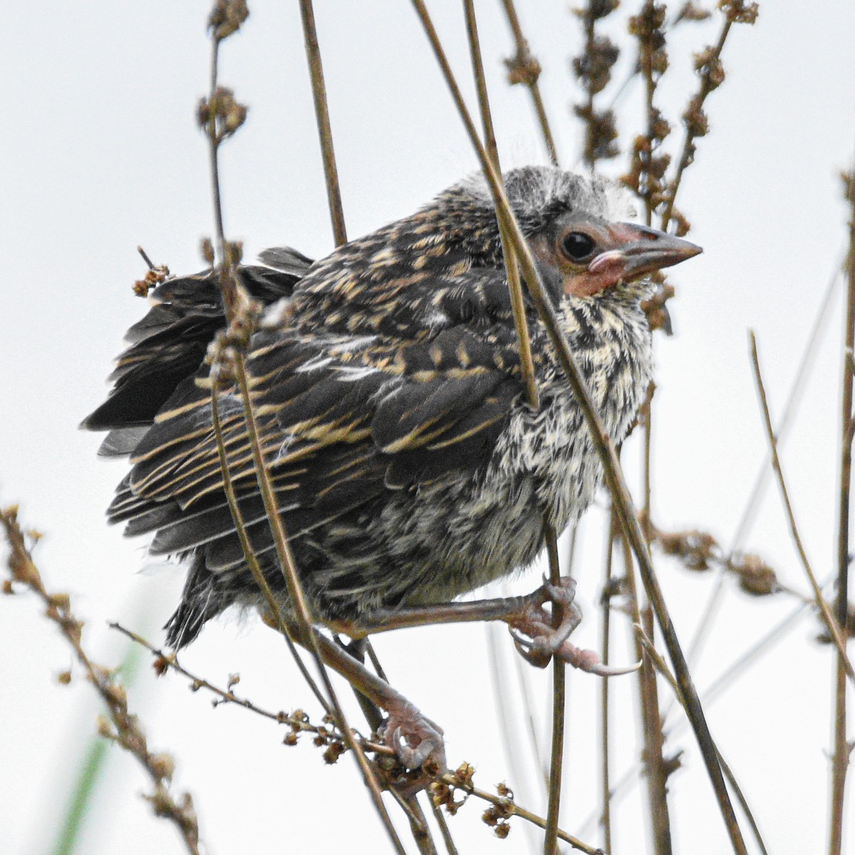 Red-winged Blackbird - ML636827650