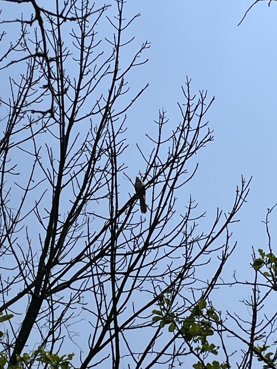 Black-billed Cuckoo - ML636827676