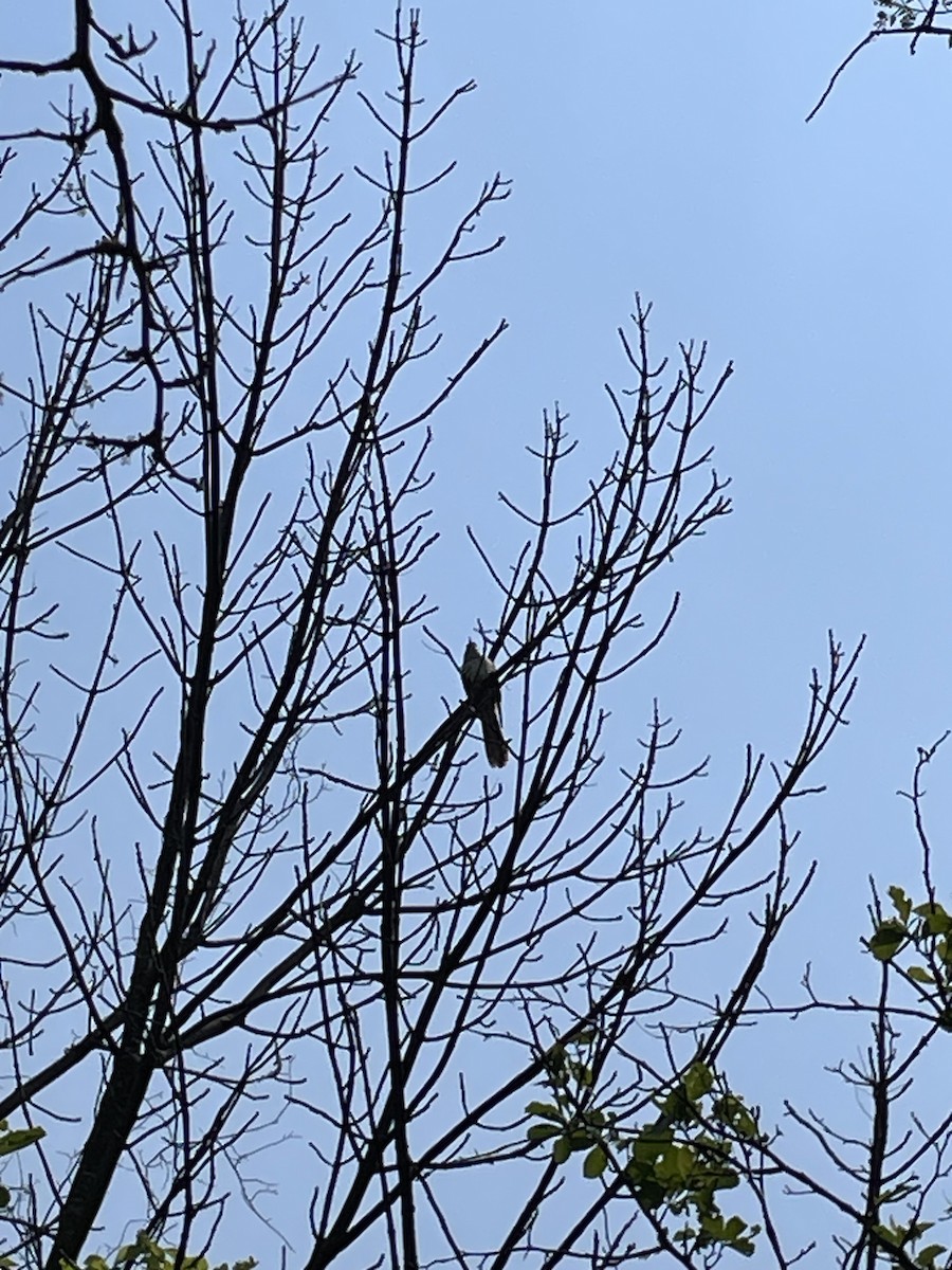 Black-billed Cuckoo - ML636827677