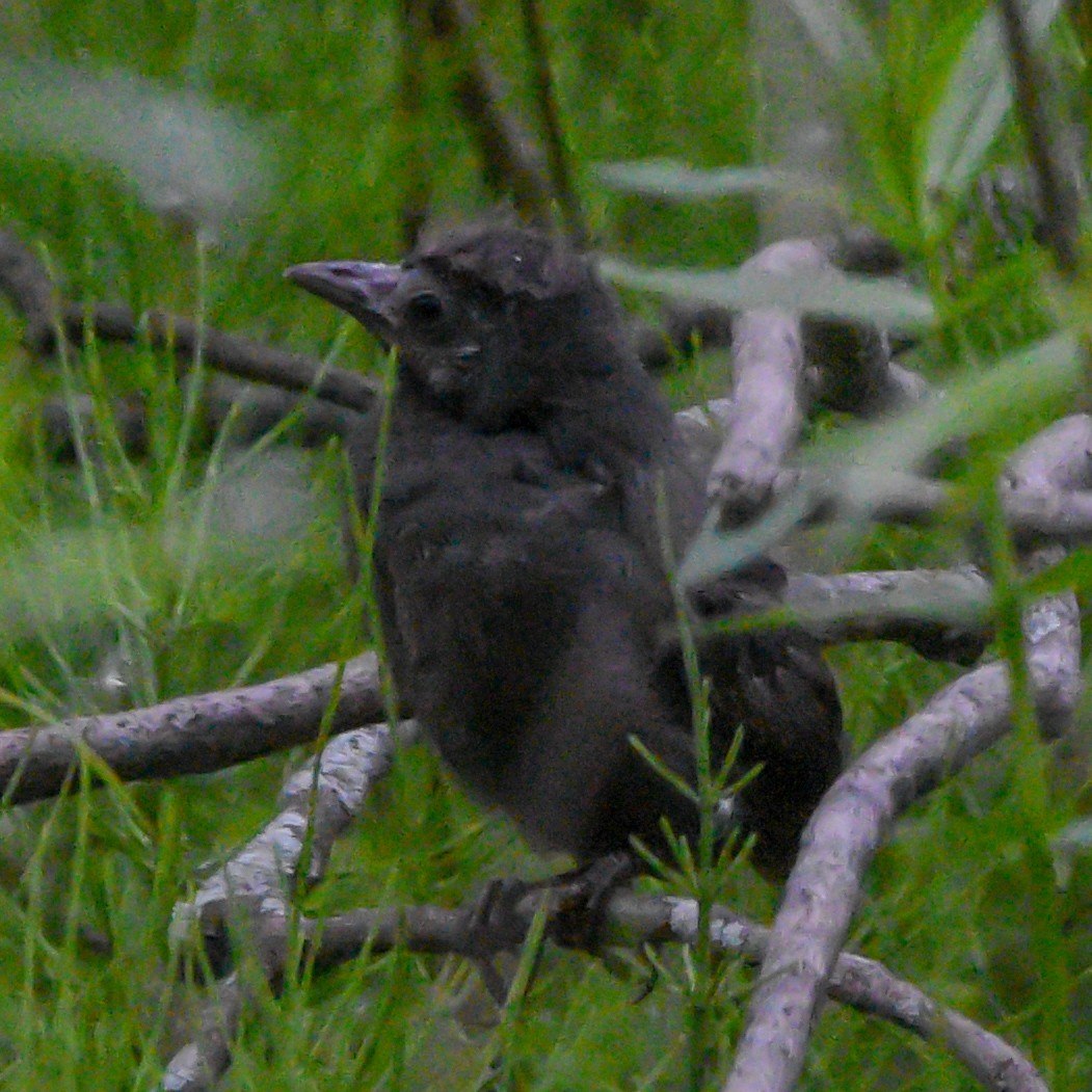 Common Grackle - ML636827720