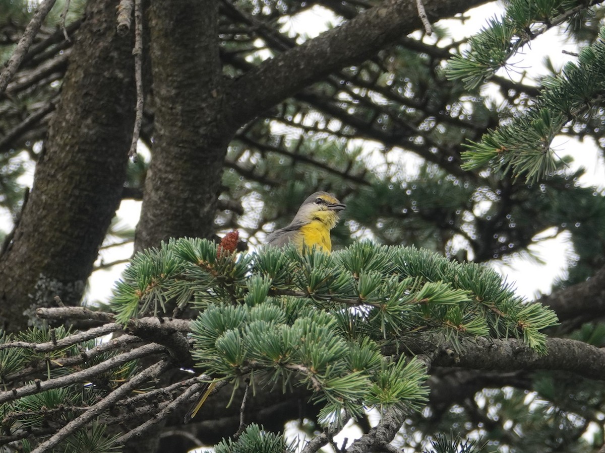 Long-tailed Minivet - ML636827746