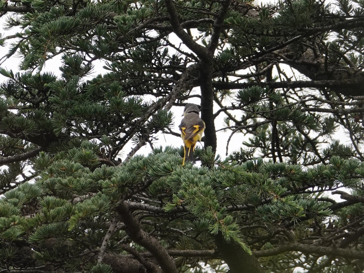 Long-tailed Minivet - ML636827747