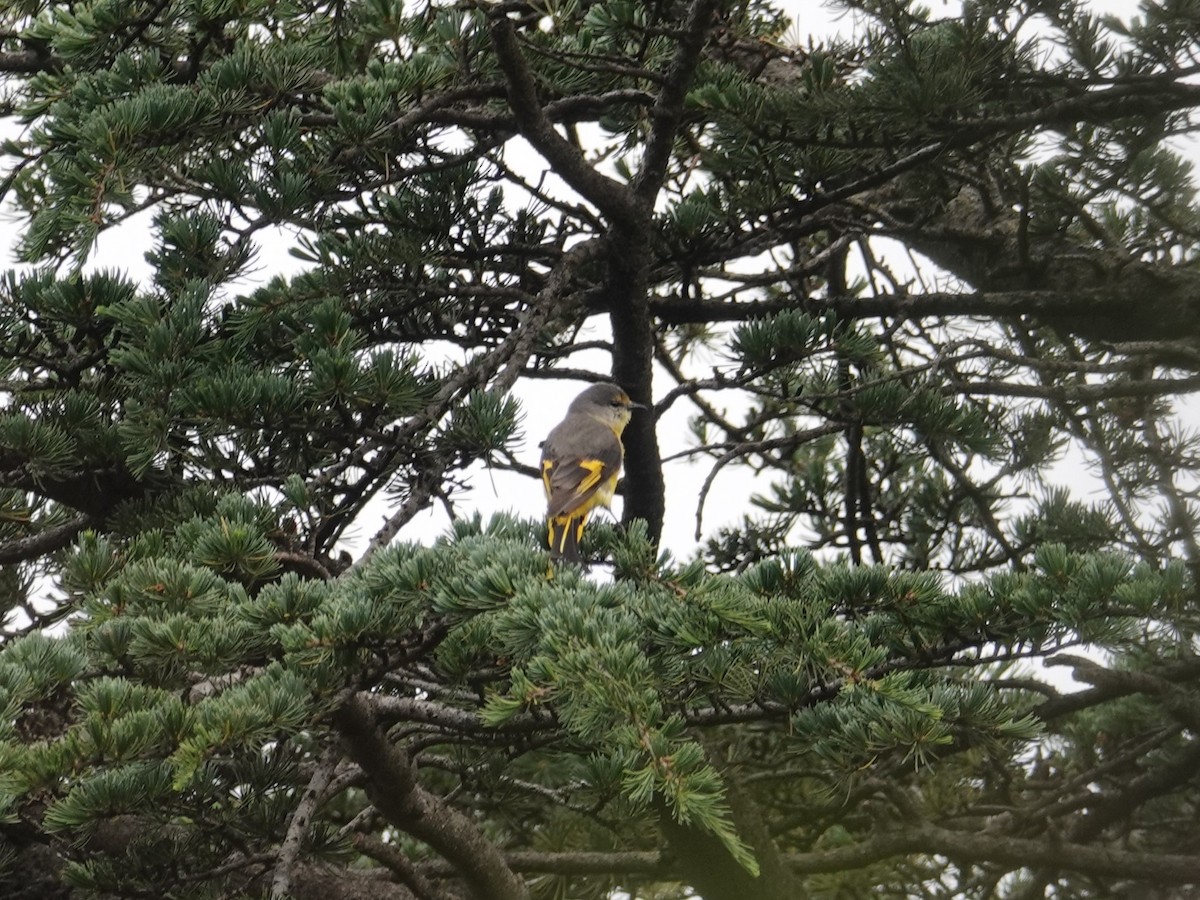 Long-tailed Minivet - ML636827748