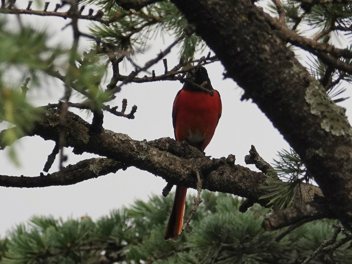 Long-tailed Minivet - ML636827749