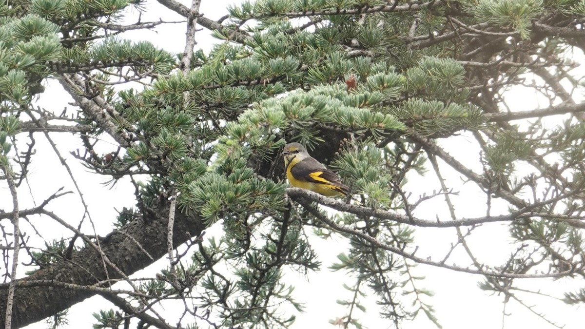 Long-tailed Minivet - ML636827750