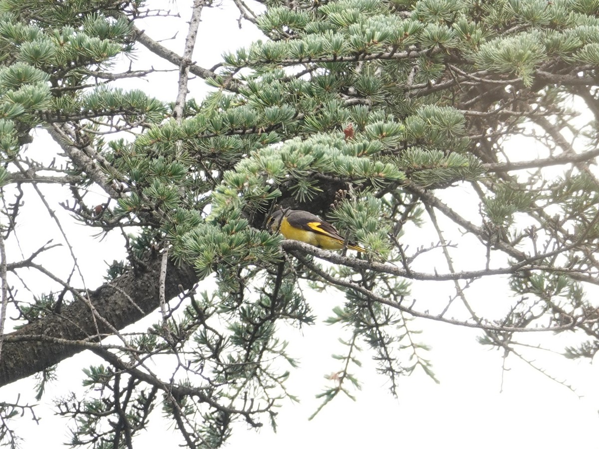 Long-tailed Minivet - ML636827751