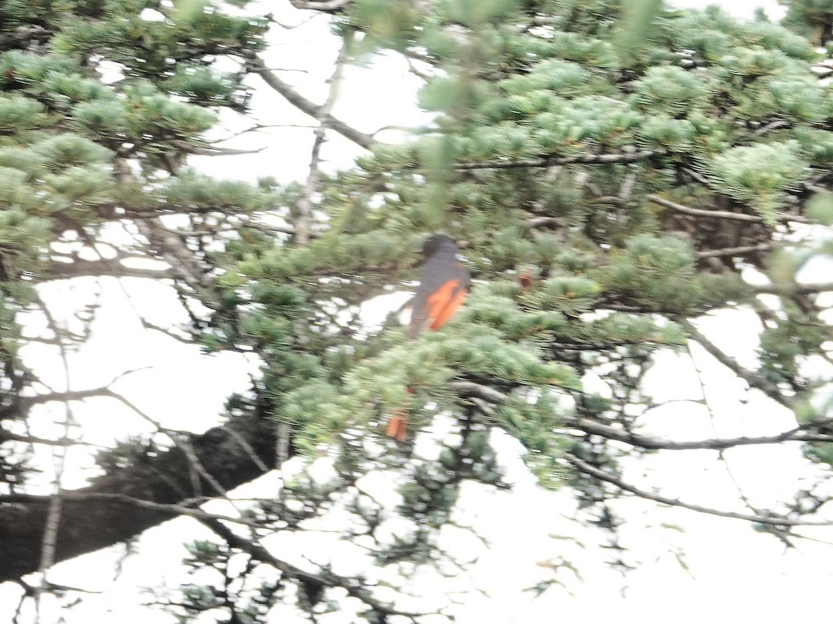 Long-tailed Minivet - ML636827752