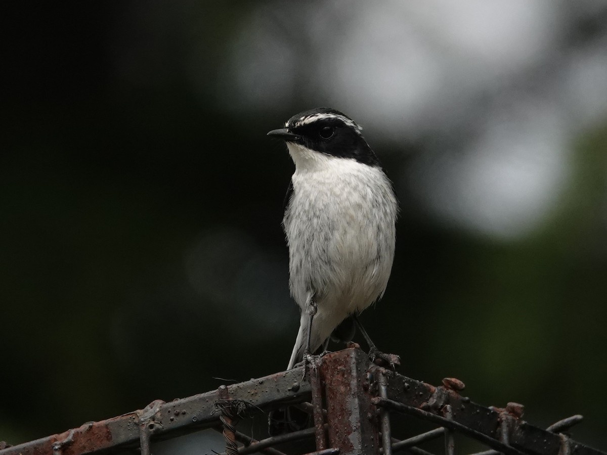 Gray Bushchat - ML636827766