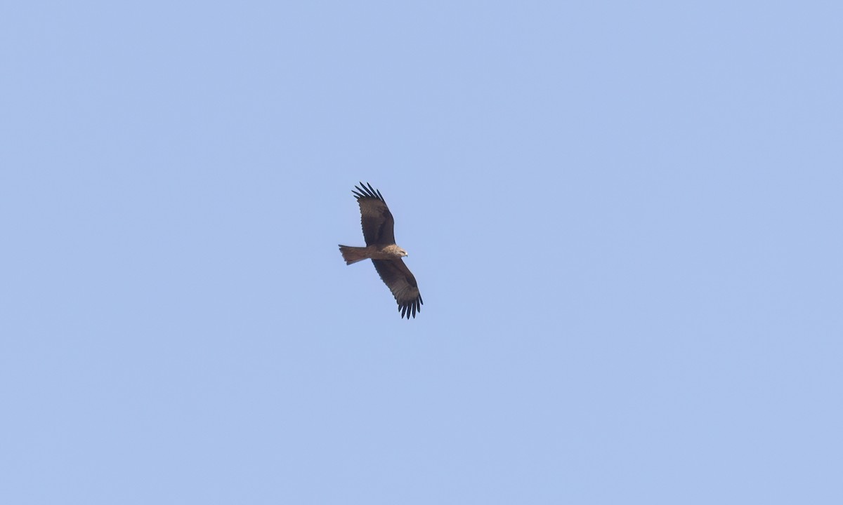 Black Kite (Black) - ML636827773