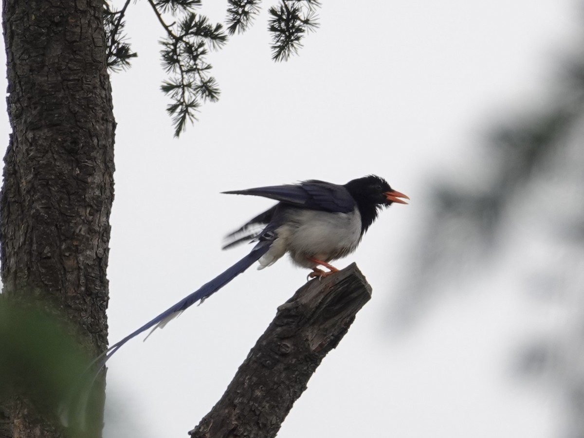 Red-billed Blue-Magpie - ML636827775