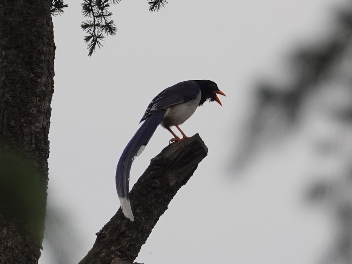 Red-billed Blue-Magpie - ML636827776