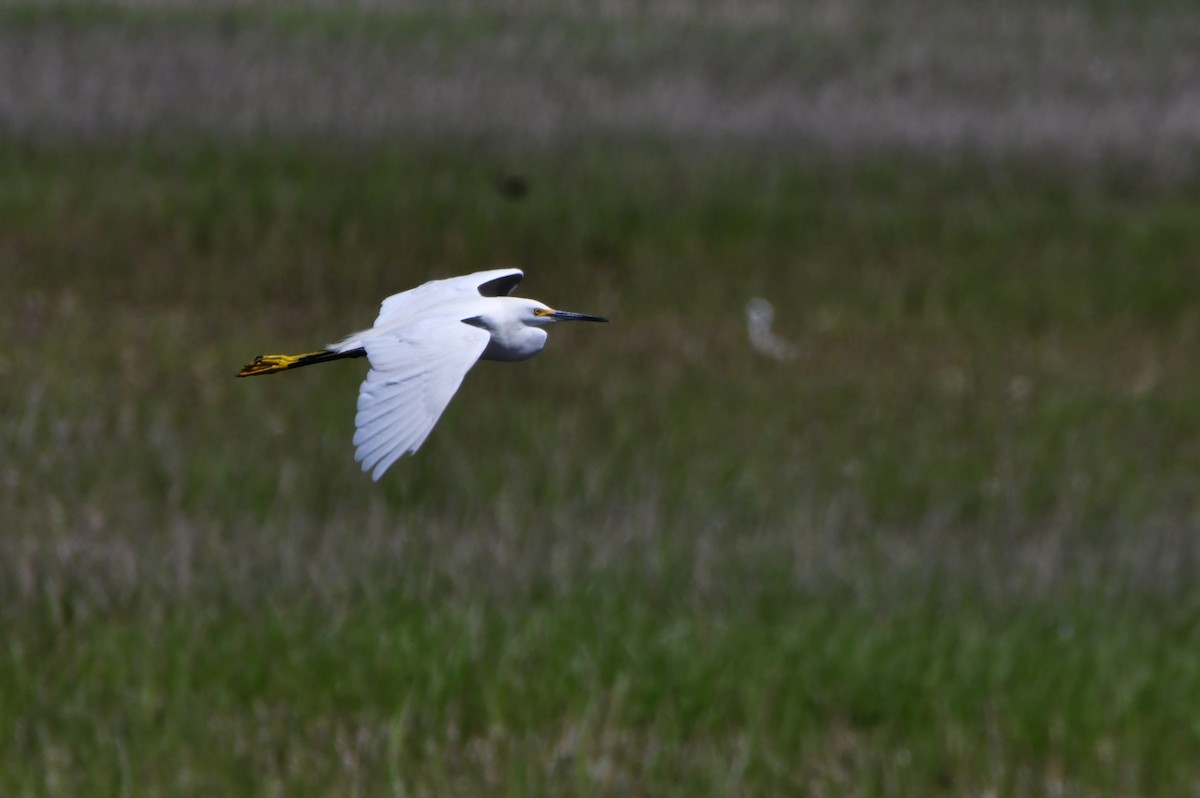 Snowy Egret - ML636827823