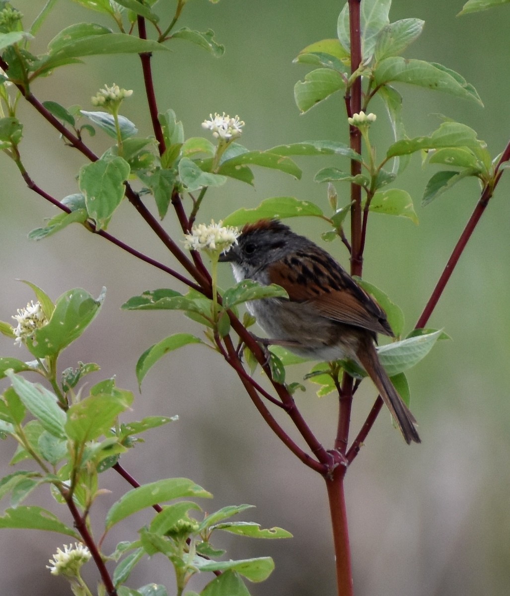 Swamp Sparrow - ML636827856