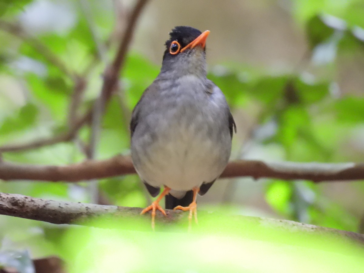 Black-headed Nightingale-Thrush - ML636827901