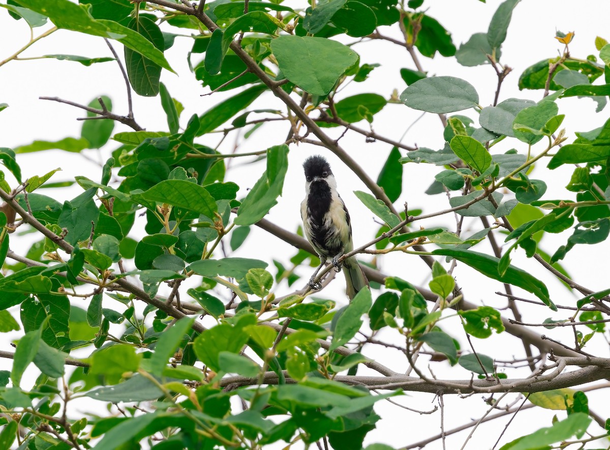 White-naped Tit - ML636827945