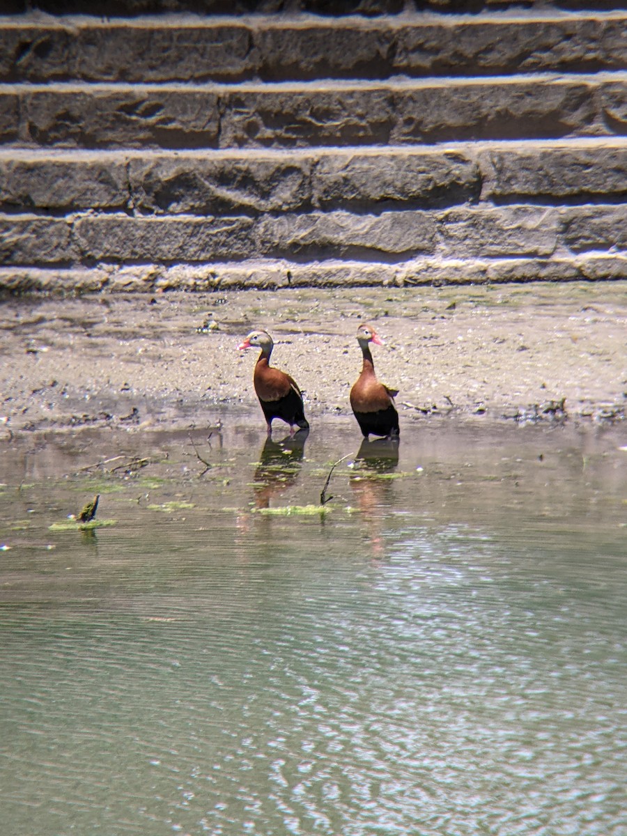 Black-bellied Whistling-Duck - ML636827960