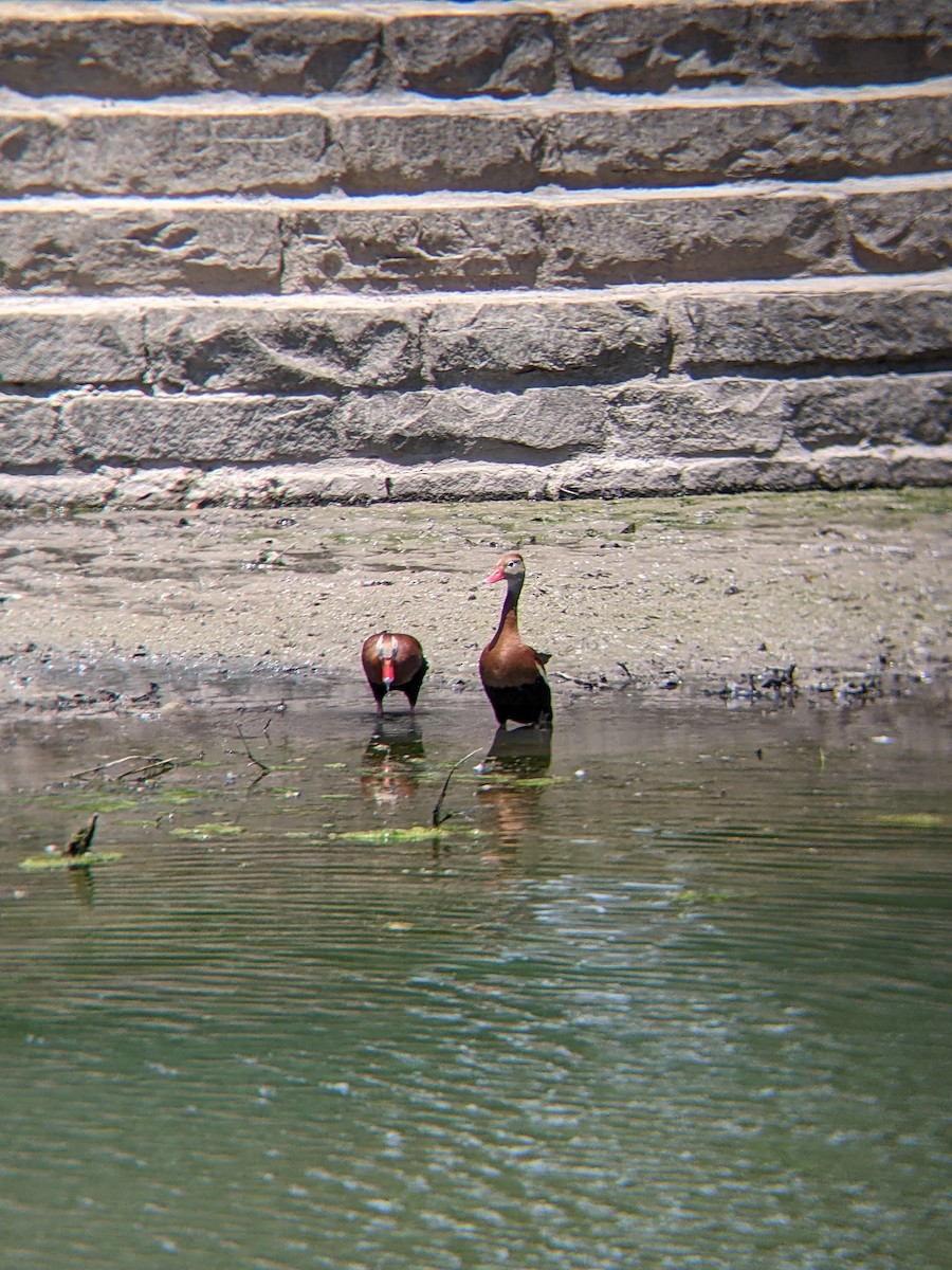 Black-bellied Whistling-Duck - ML636827973