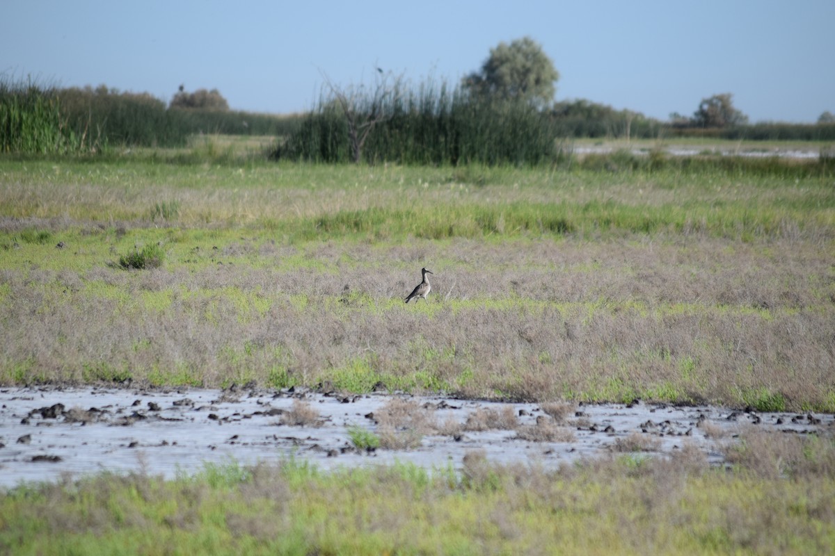 Willet - ML636828034