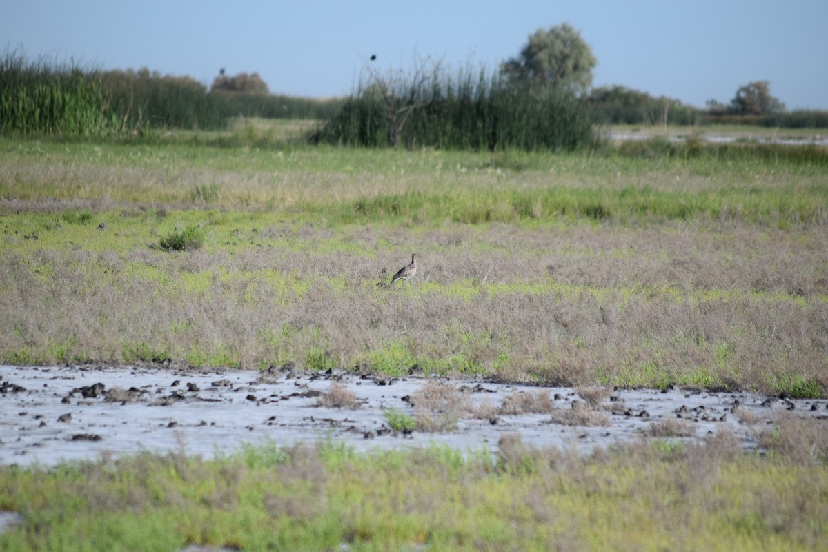 Willet - ML636828035