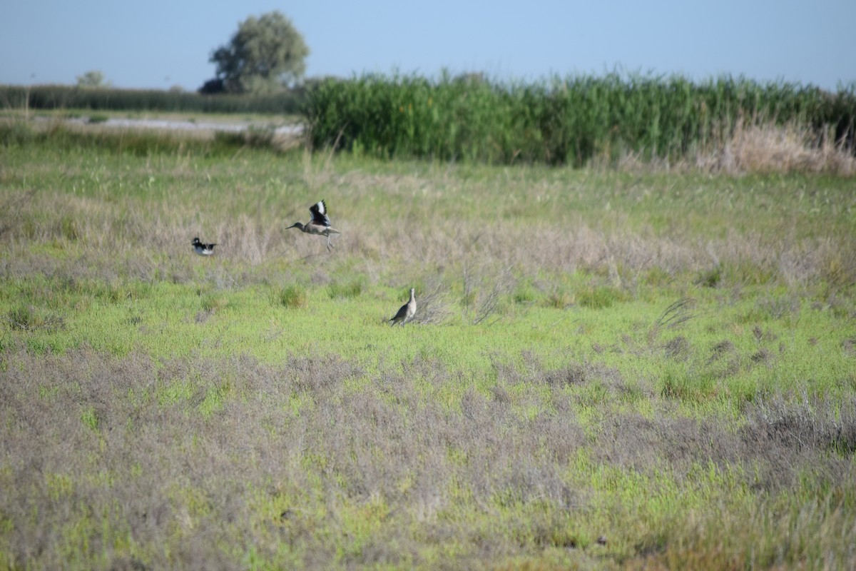 Willet - ML636828036