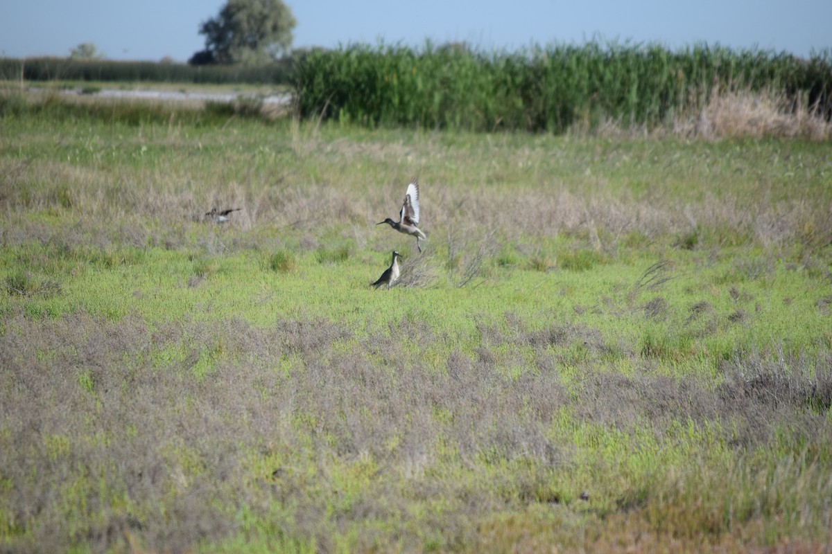 Willet - ML636828037