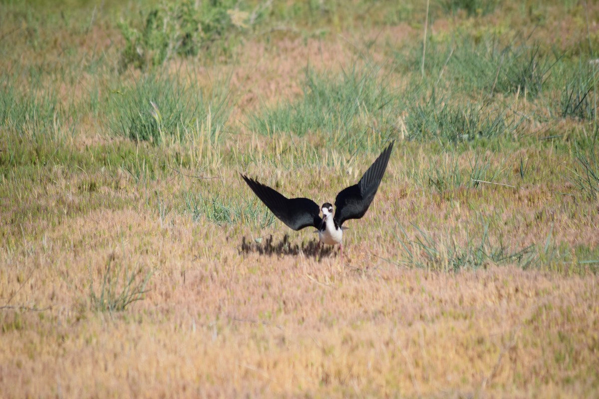 Black-necked Stilt - ML636828084