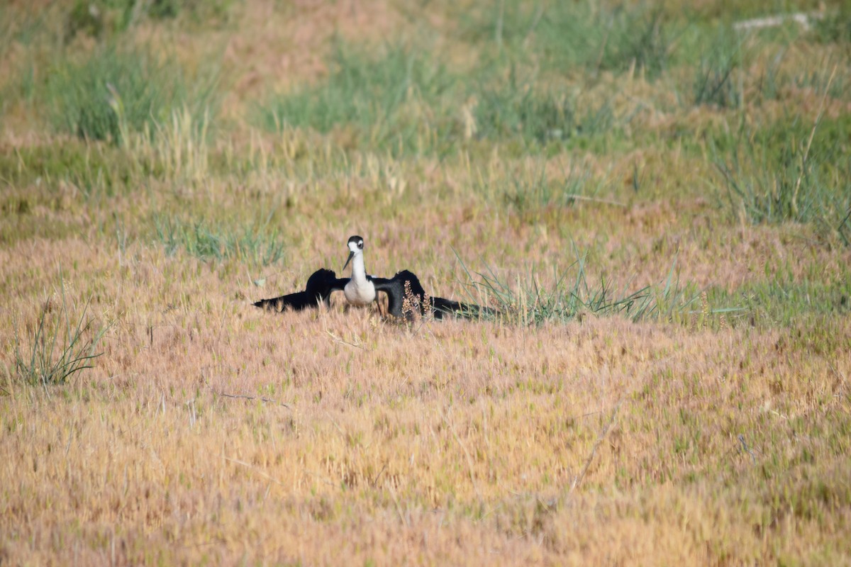 Black-necked Stilt - ML636828085