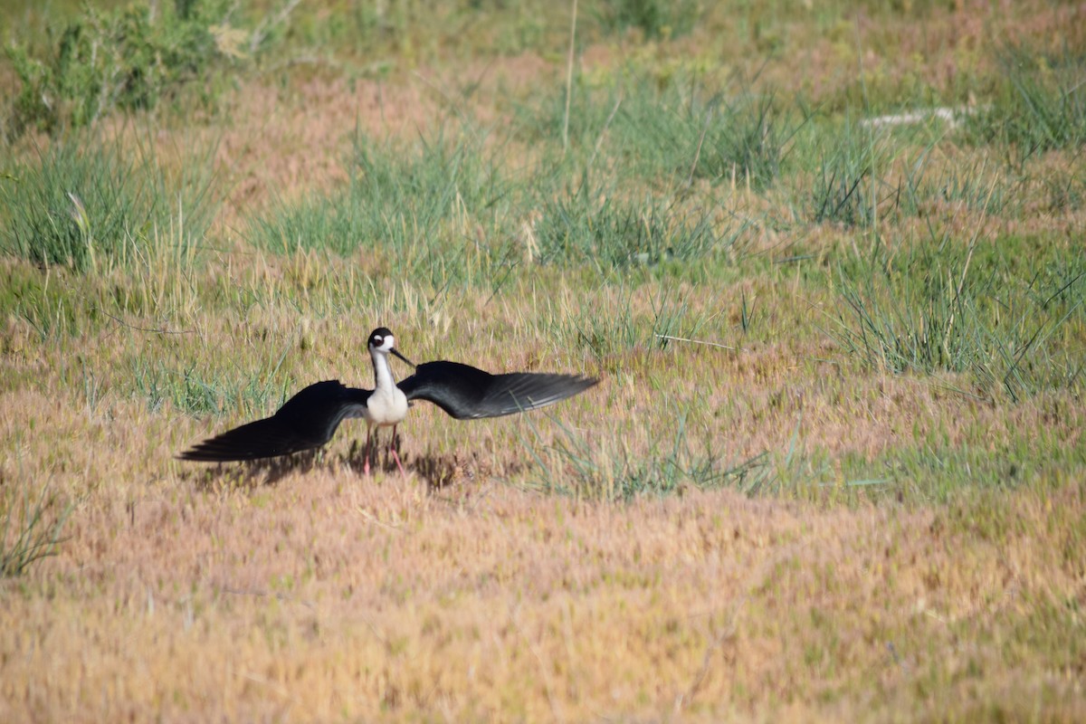 Black-necked Stilt - ML636828086