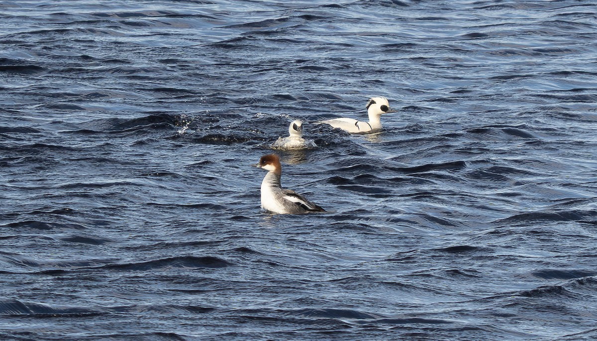 lappfiskand - ML636828091