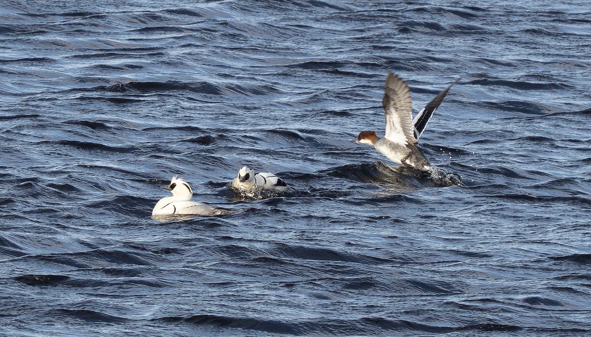 lappfiskand - ML636828093