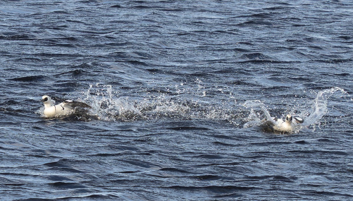 lappfiskand - ML636828094